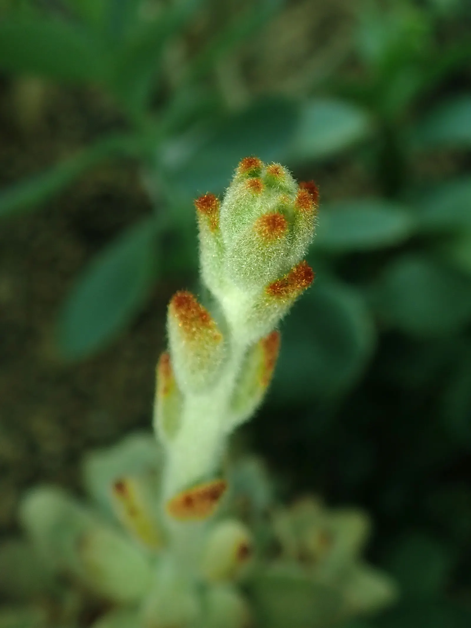 Panda Plant (Kalanchoe Tomentosa) — is a compelling addition to any landscape design due to its unique and tactile attributes