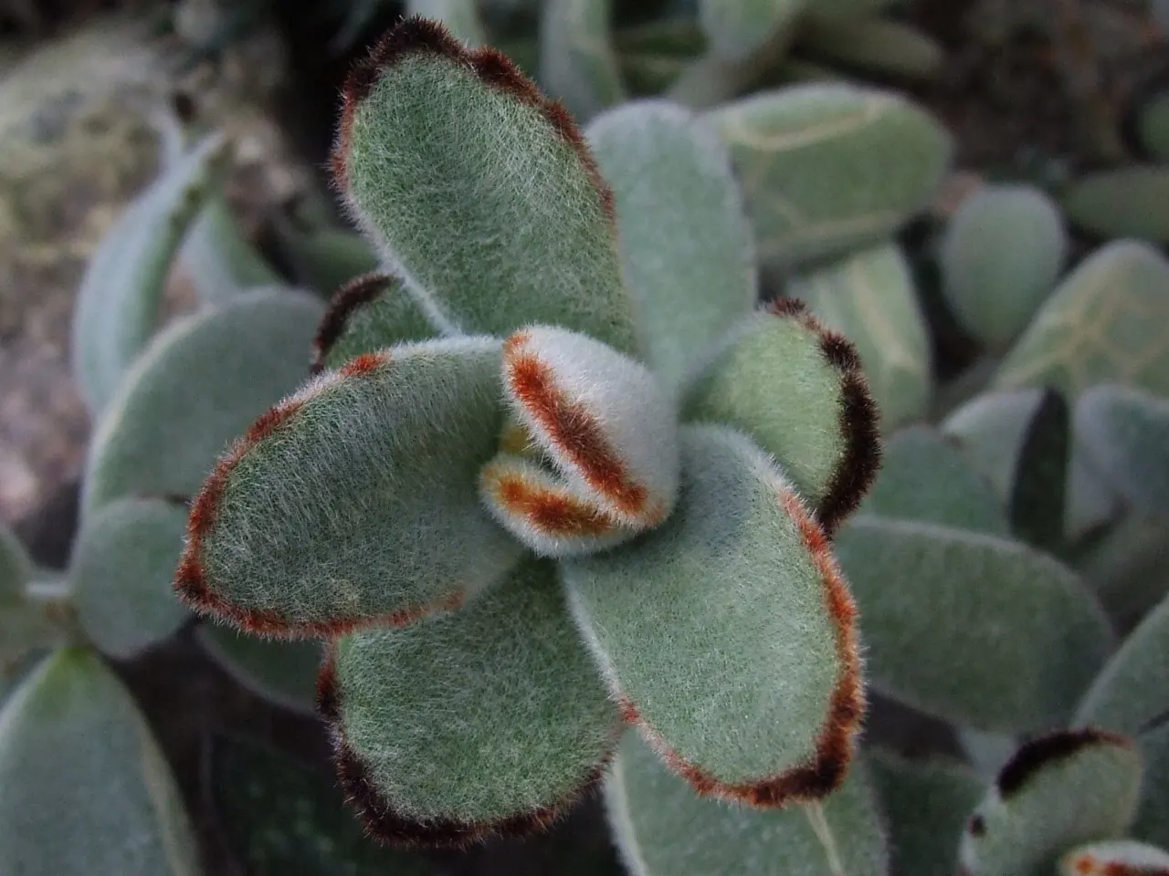Panda Plant (Kalanchoe Tomentosa) — Be sure to keep it away from extreme cold, as it is not frost-tolerant