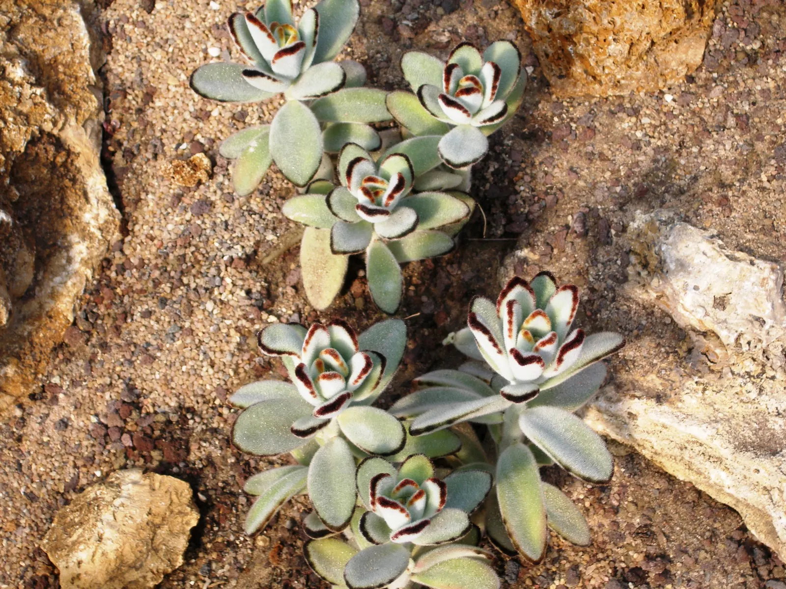 Panda Plant (Kalanchoe Tomentosa) — succulent for full or half