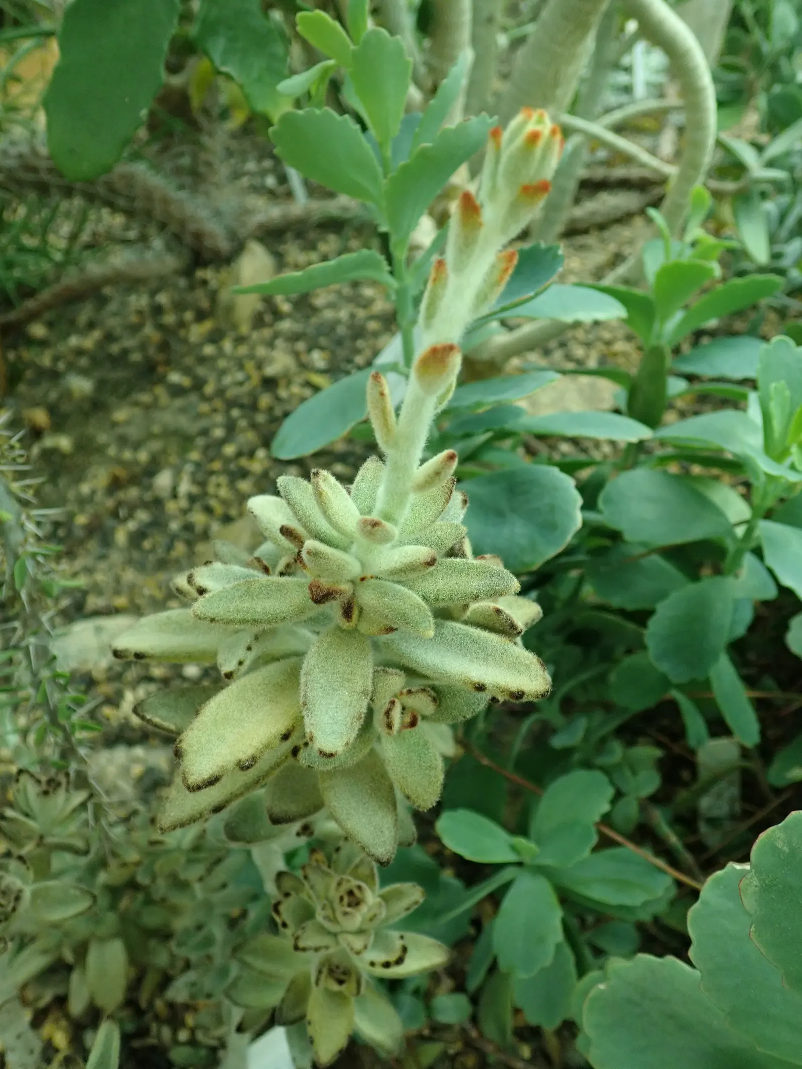 Panda Plant (Kalanchoe Tomentosa) — Ideal for xeriscaping and rock gardens; and is accented with brownish-red spotted tips