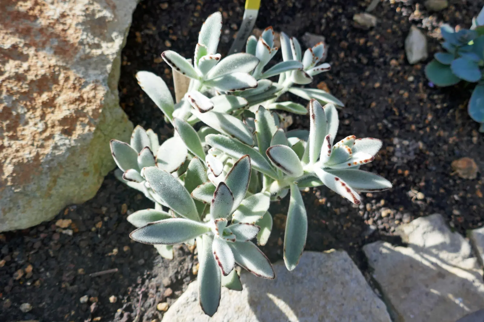 Panda Plant (Kalanchoe Tomentosa) — Requires well-draining soil and partial sun to light shade