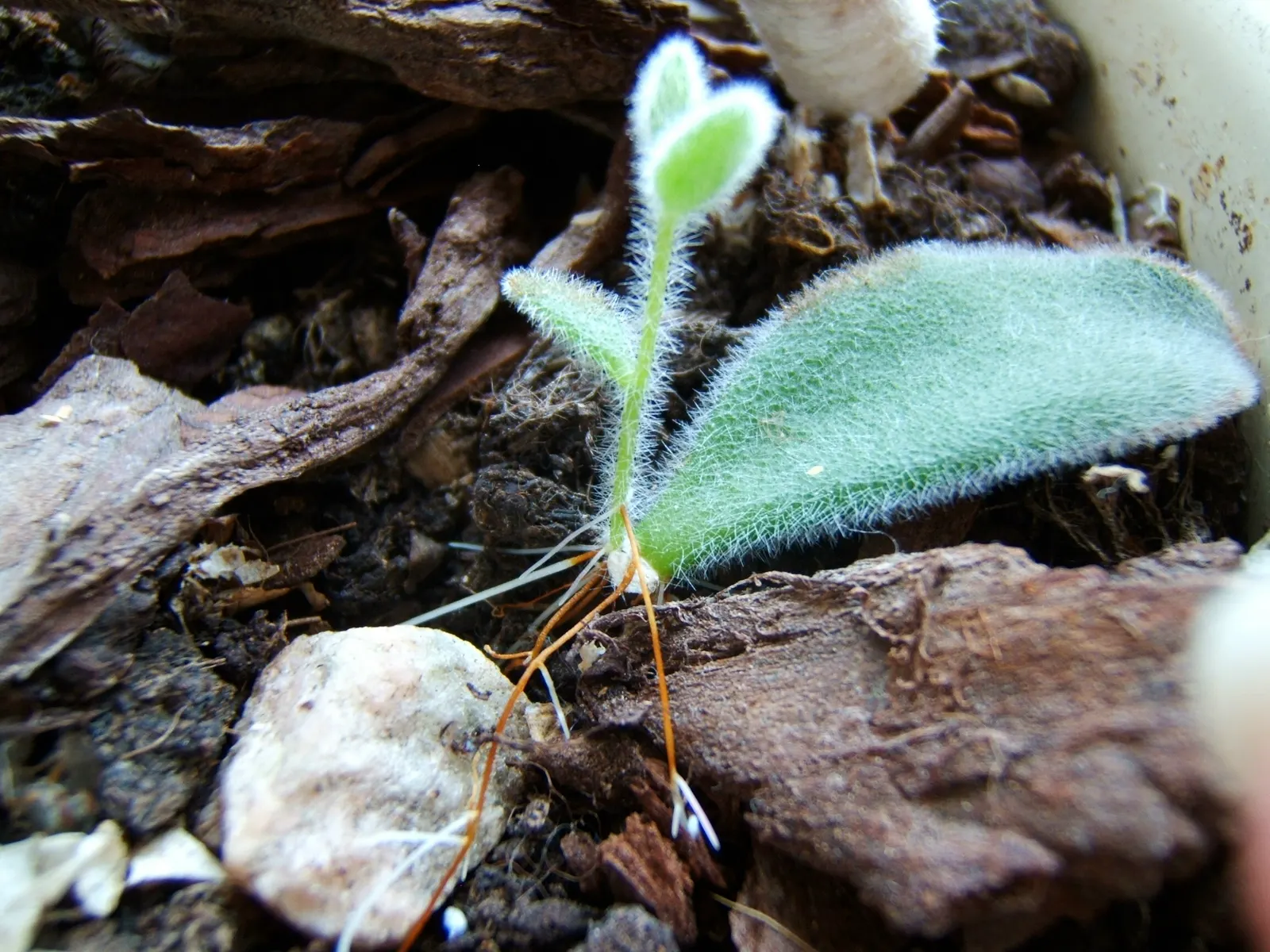 Panda Plant (Kalanchoe Tomentosa) — is a compelling addition to any landscape design due to its unique and tactile attributes; succulent with, image 62