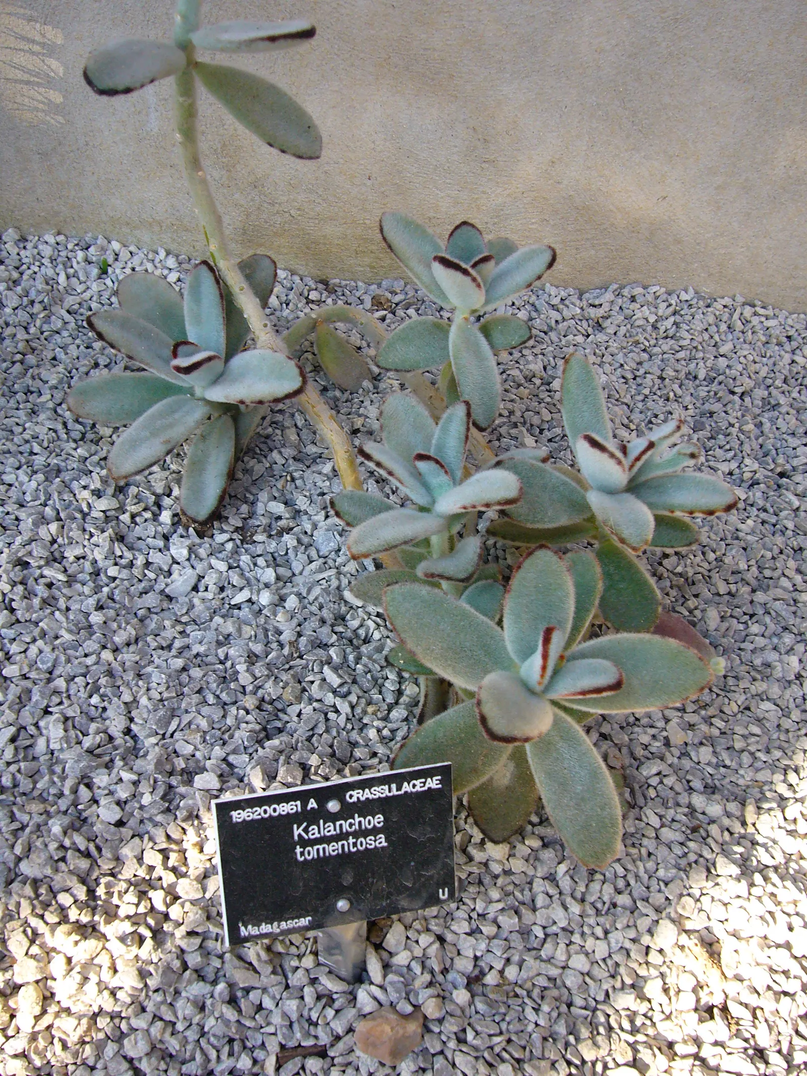 Panda Plant (Kalanchoe Tomentosa) — aligning well with designs that prioritize both aesthetics and sustainability