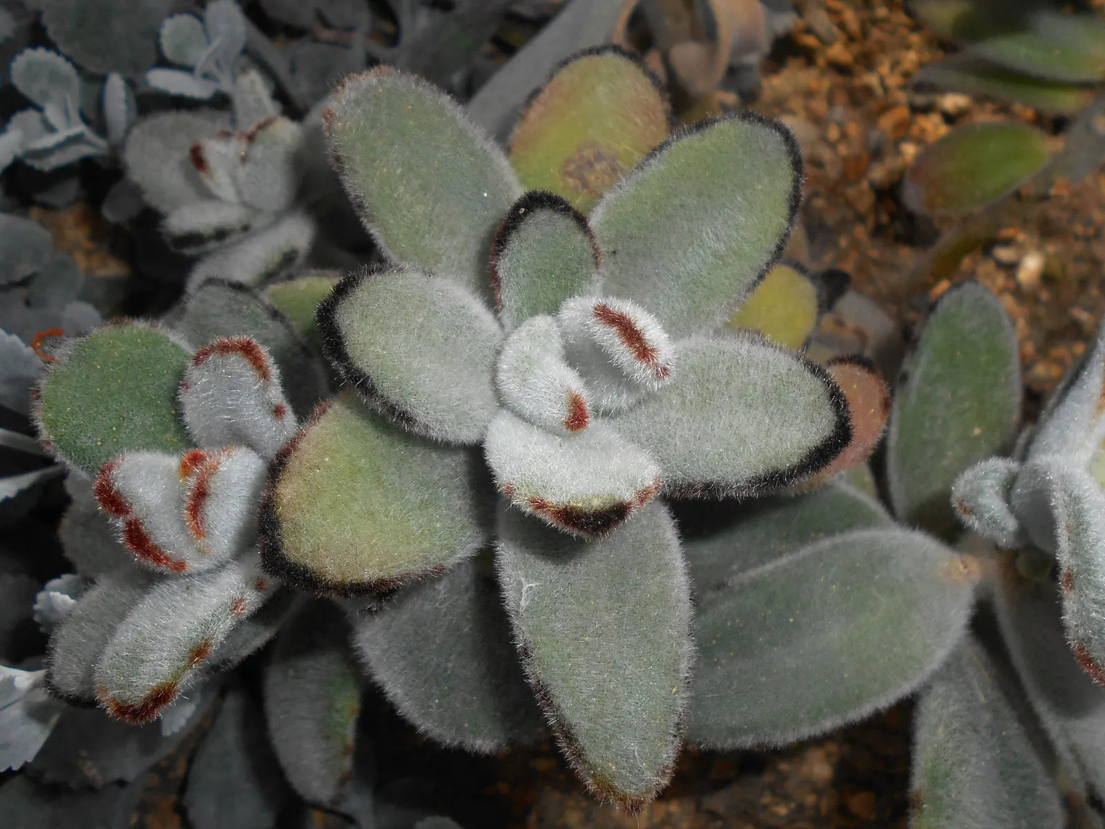 Panda Plant (Kalanchoe Tomentosa) — and is accented with brownish-red spotted tips; succulent for full or half