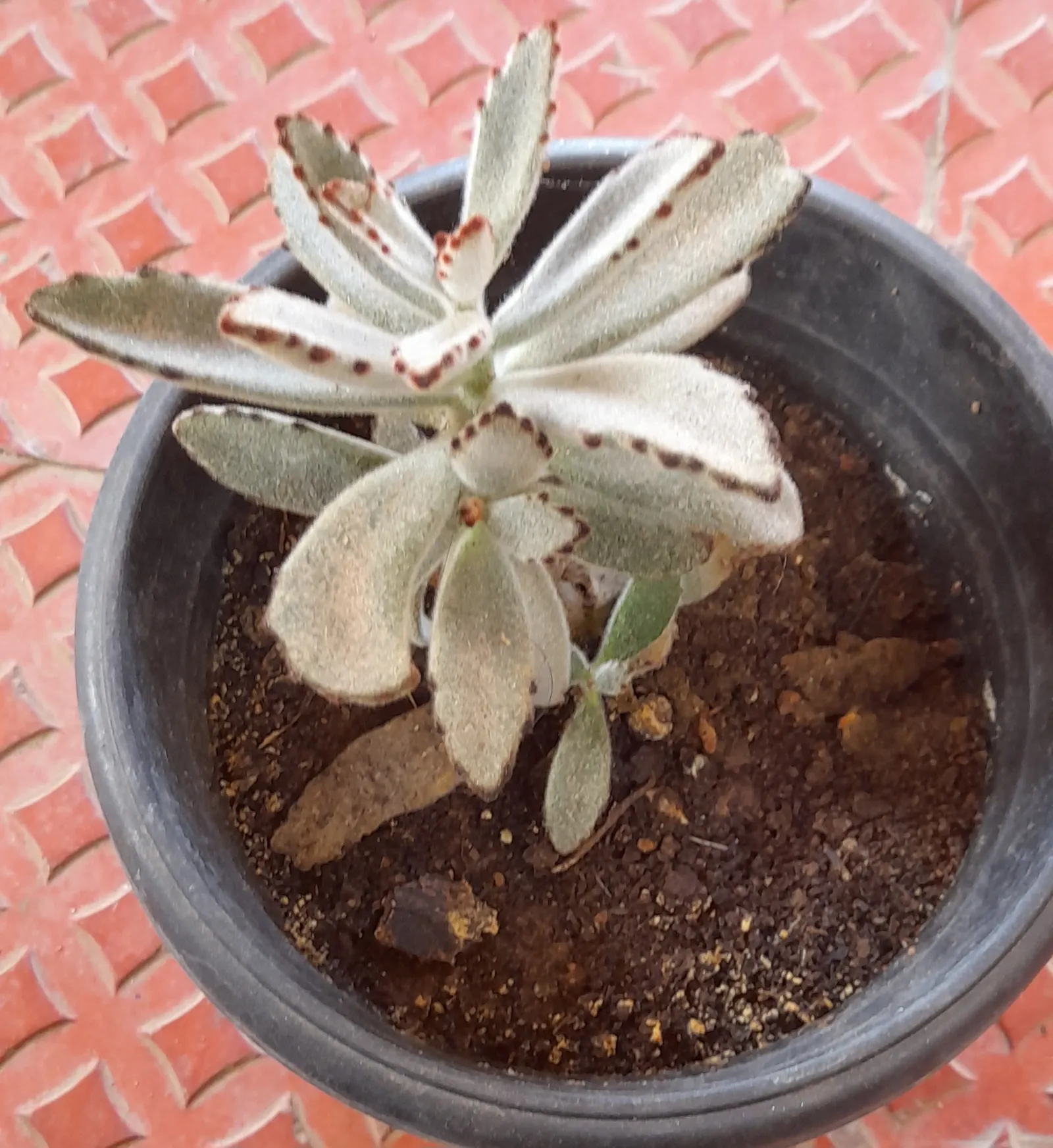 Panda Plant (Kalanchoe Tomentosa) — Kalanchoe tomentosa, commonly called Panda Plant, is a perennial succulent with a distinct appearance; this