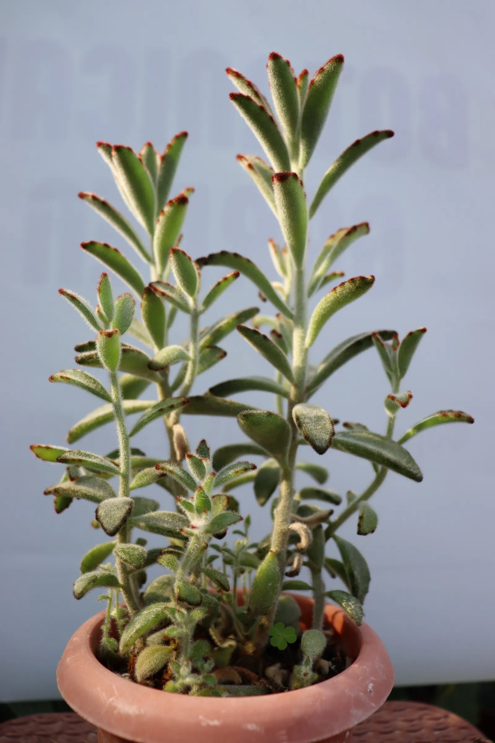 Panda Plant (Kalanchoe Tomentosa) — Chocolate-brown spots line the leaf margins, resembling a panda's markings