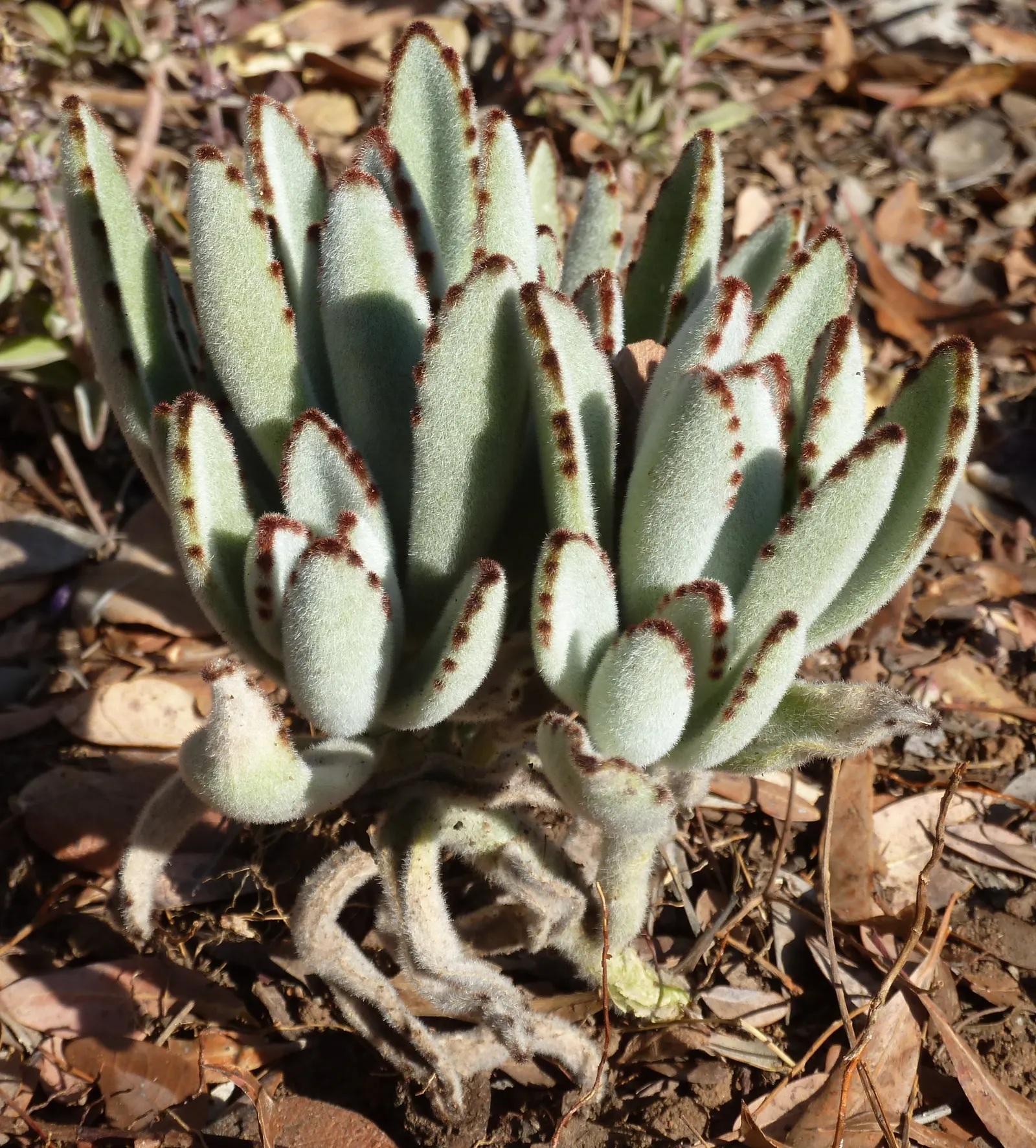 Panda Plant (Kalanchoe Tomentosa) — This drought-tolerant plant reaches up to 1.5 - 2 feet tall and wide, thriving in USDA zones 9-11; yellow flowers in the
