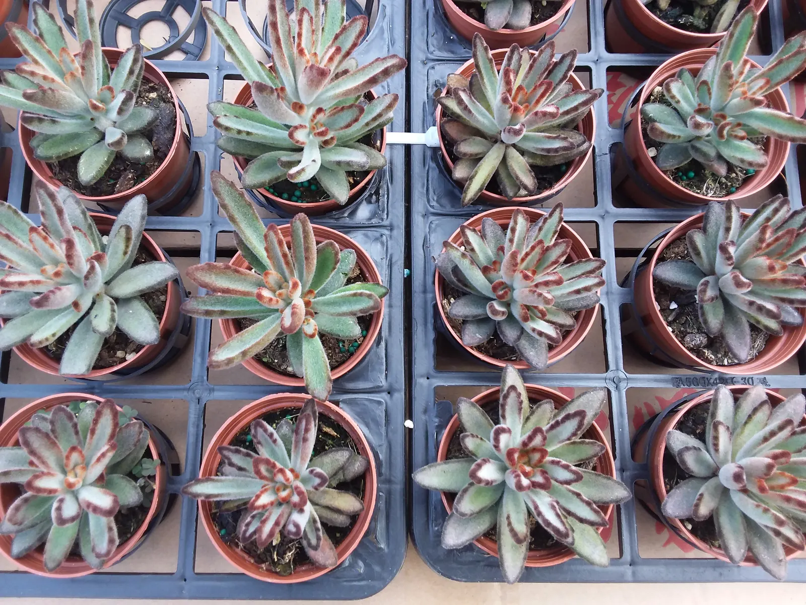 Panda Plant (Kalanchoe Tomentosa) — emphasize the light needs