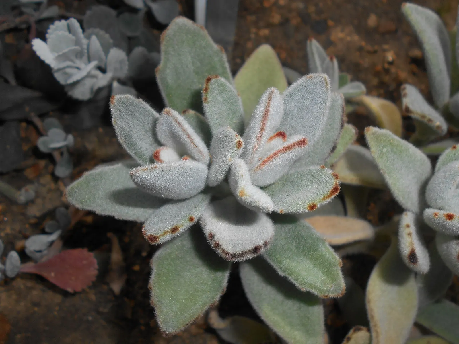 Panda Plant (Kalanchoe Tomentosa) — preferring a well-draining mix and moderate watering