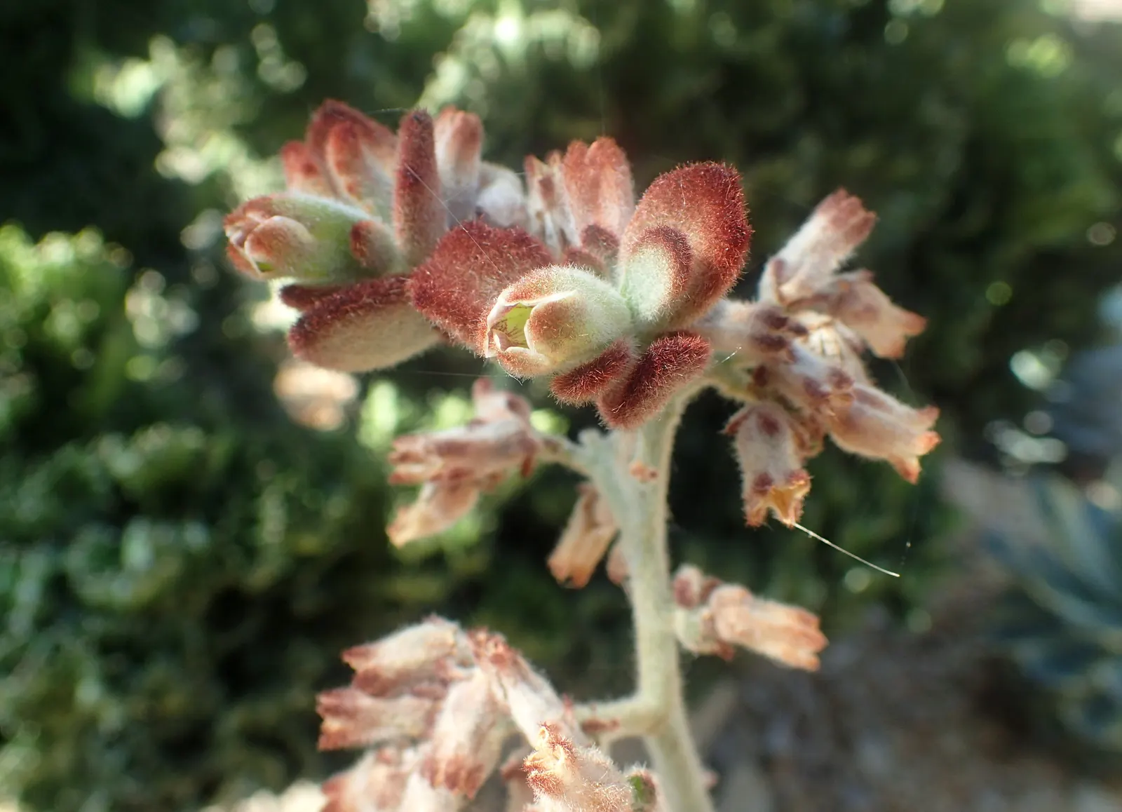 Panda Plant (Kalanchoe Tomentosa) — aligning well with designs that prioritize both aesthetics and sustainability; originating from Madagascar