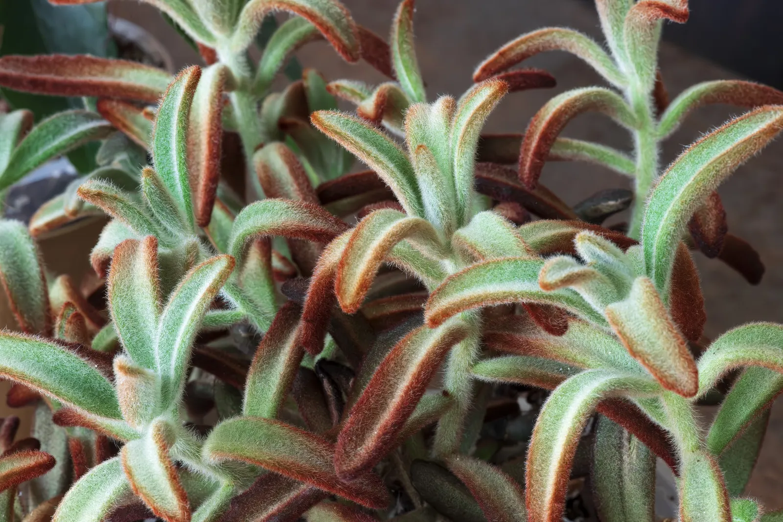 Panda Plant (Kalanchoe Tomentosa) — It flourishes in USDA zones 9 to 11; kalanchoe tomentosa, commonly called Panda Plant, is a perennial succulent with a