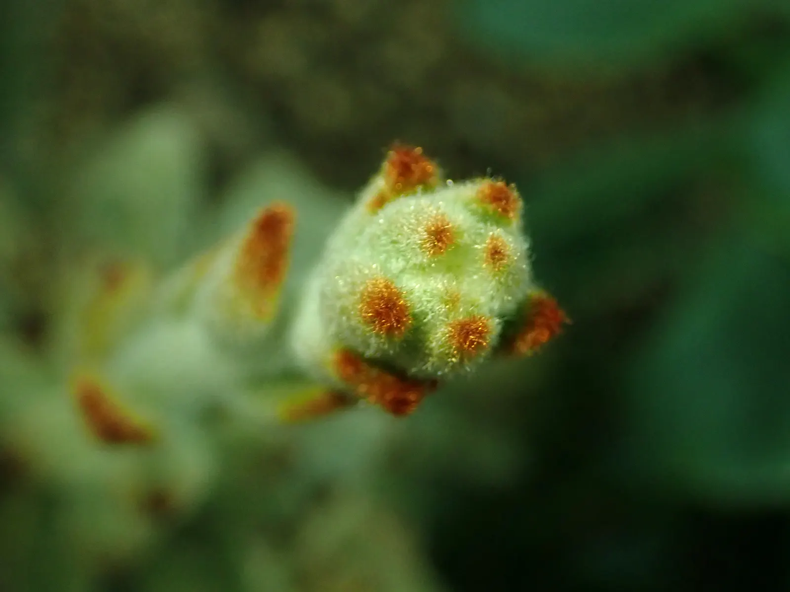 Panda Plant (Kalanchoe Tomentosa) — is a compelling addition to any landscape design due to its unique and tactile attributes; succulent with yellow blooms