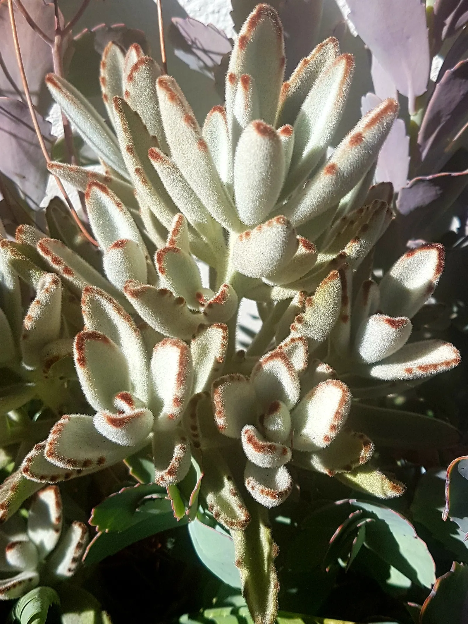 Panda Plant (Kalanchoe Tomentosa) — Requires well-draining soil and partial sun to light shade, image 32