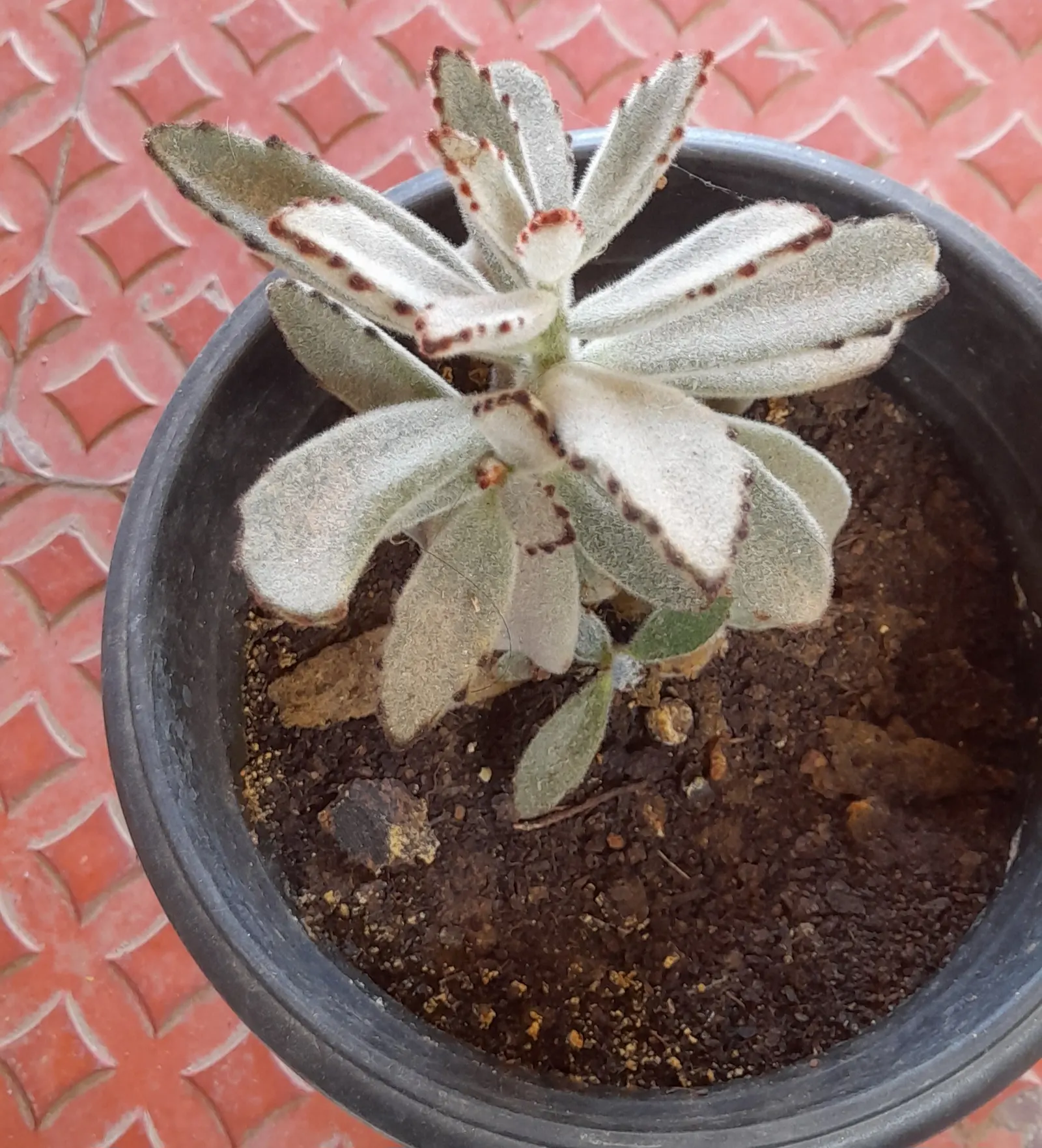 Panda Plant (Kalanchoe Tomentosa) — Originating from Madagascar; ideal for xeriscaping and rock gardens