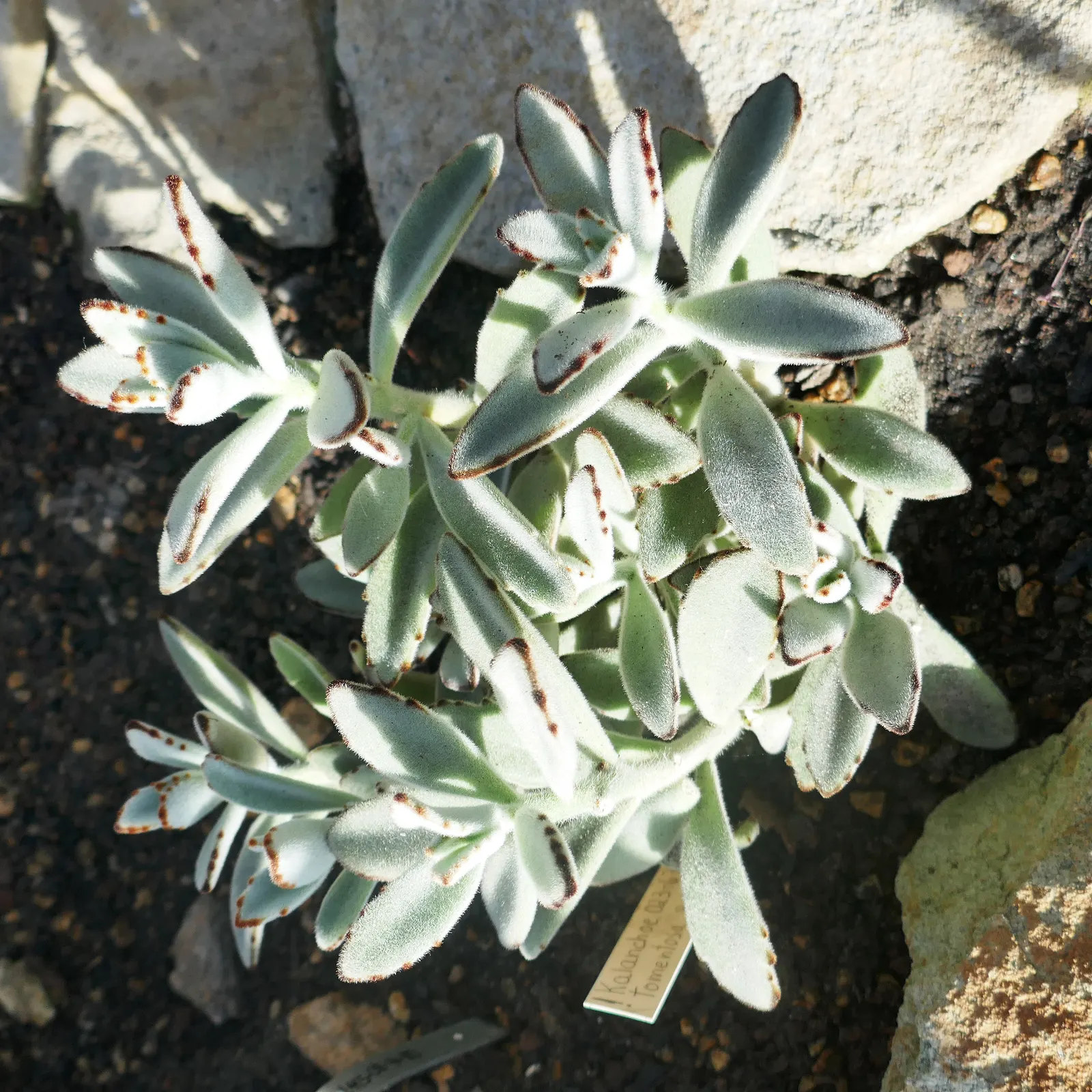 Panda Plant (Kalanchoe Tomentosa) — succulent with yellow blooms; preferring a well-draining mix and moderate watering