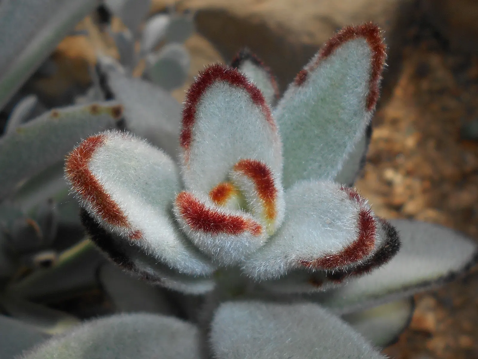 Panda Plant (Kalanchoe Tomentosa) — the Panda Plant typically reaches a mature height of 18 to 24 inches with a spread of 12 inches; aligning well with designs