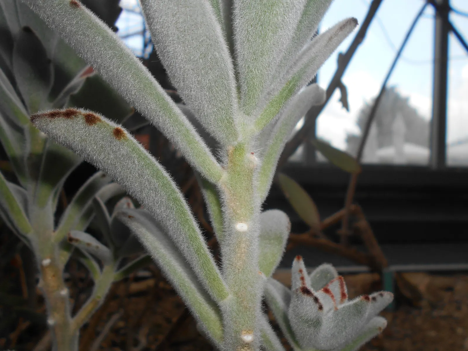 Panda Plant (Kalanchoe Tomentosa) — It flourishes in USDA zones 9 to 11