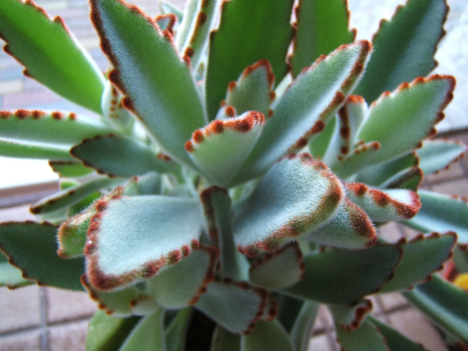 Panda Plant (Kalanchoe Tomentosa) — commonly referred to as the Panda Plant