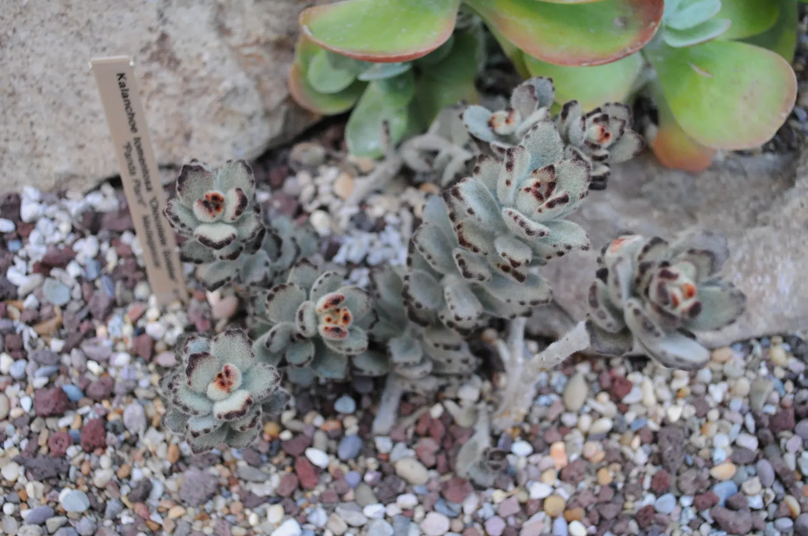 Panda Plant (Kalanchoe Tomentosa) — Its minimal water requirements and rare blooming traits echo a low-maintenance philosophy