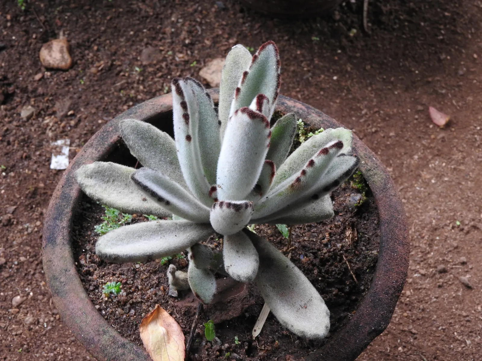 Panda Plant (Kalanchoe Tomentosa) — It features a silver-green foliage covered in fine hairs, giving it a velvety texture; giving it a velvety texture