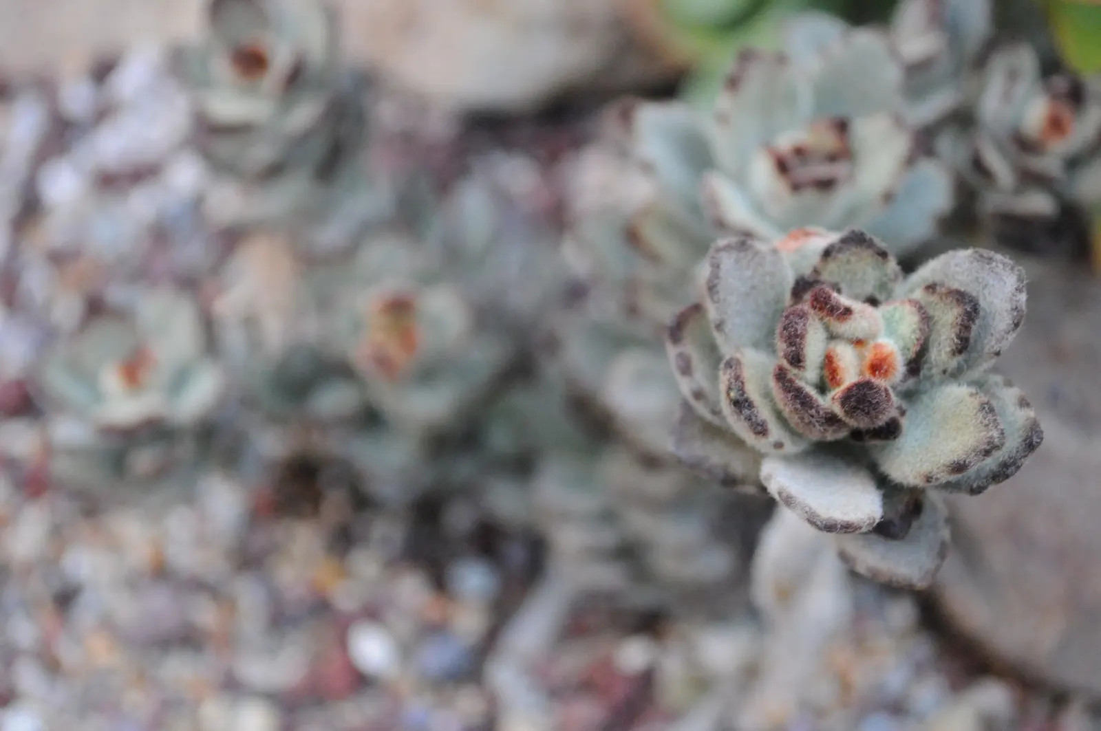 Panda Plant (Kalanchoe Tomentosa) — with reduced frequency during the winter months