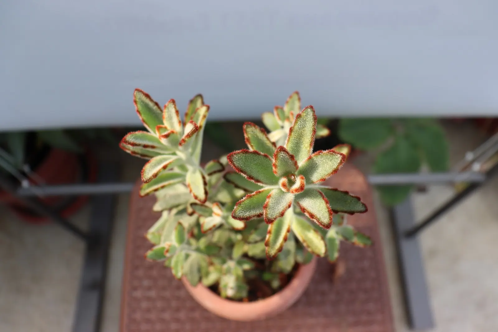 Panda Plant (Kalanchoe Tomentosa) — This drought-tolerant plant reaches up to 1.5 - 2 feet tall and wide, thriving in USDA zones 9-11