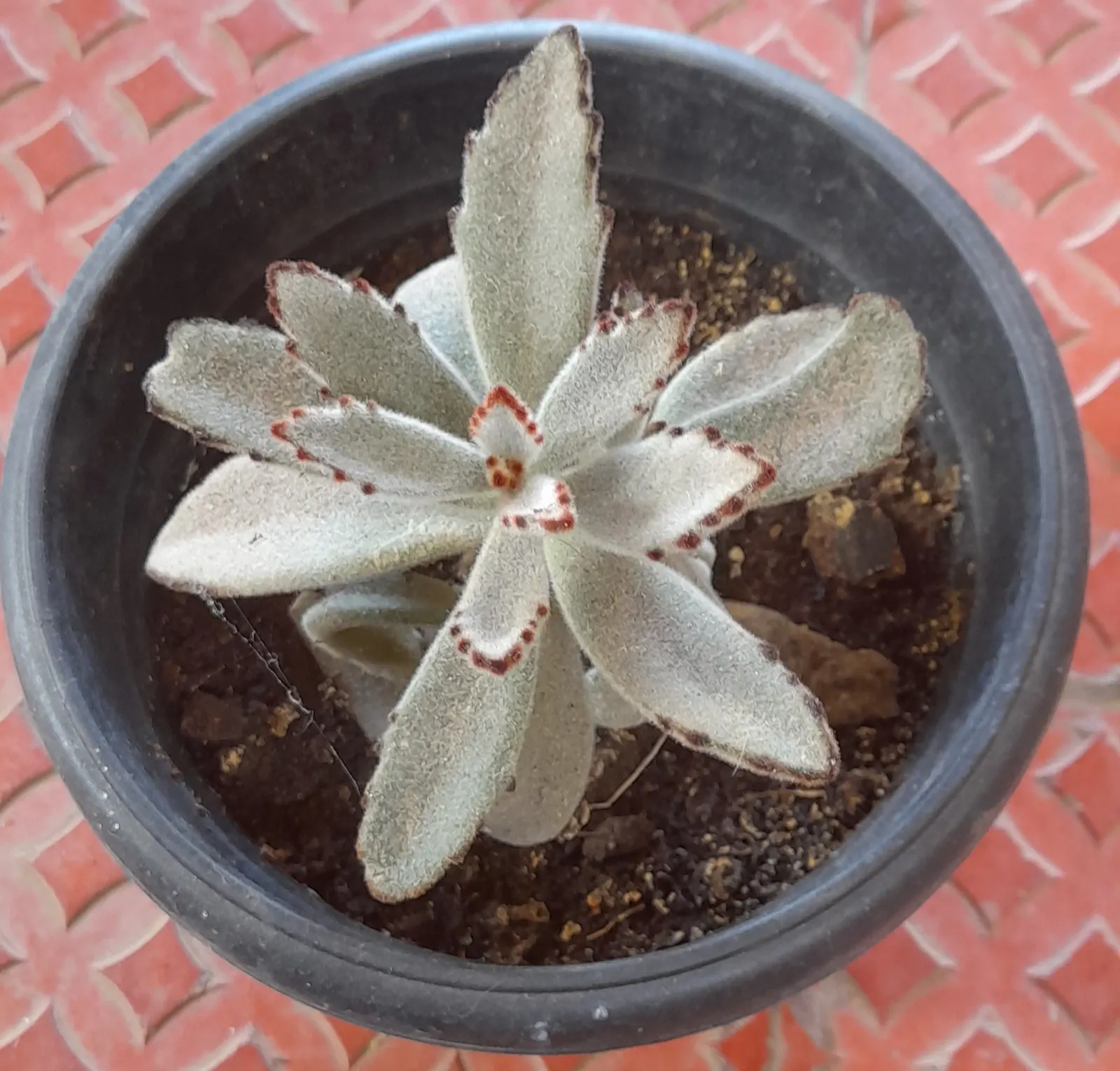 Panda Plant (Kalanchoe Tomentosa) — and is accented with brownish-red spotted tips; succulent for full or half, image 66
