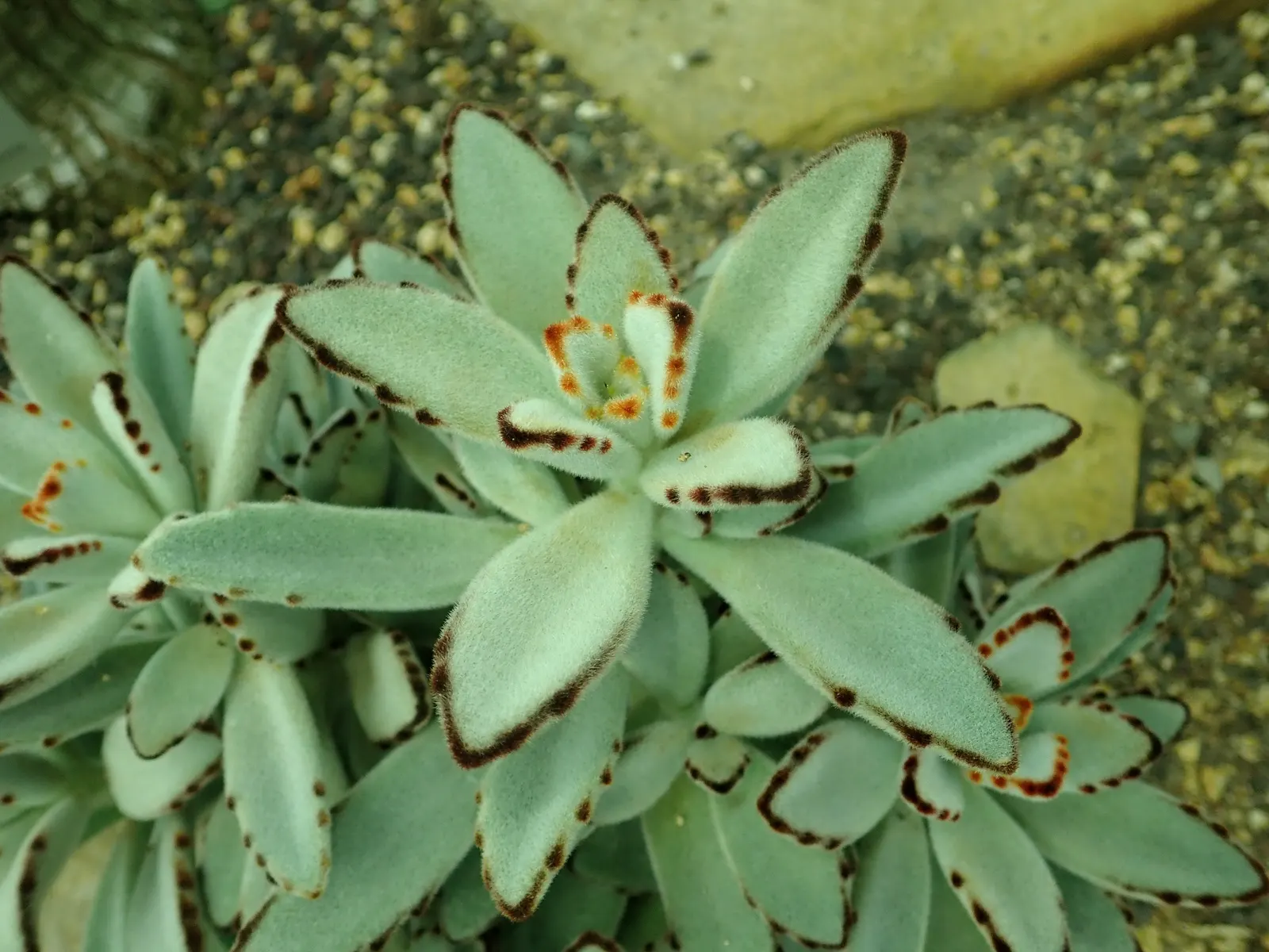 Panda Plant (Kalanchoe Tomentosa) — Originating from Madagascar
