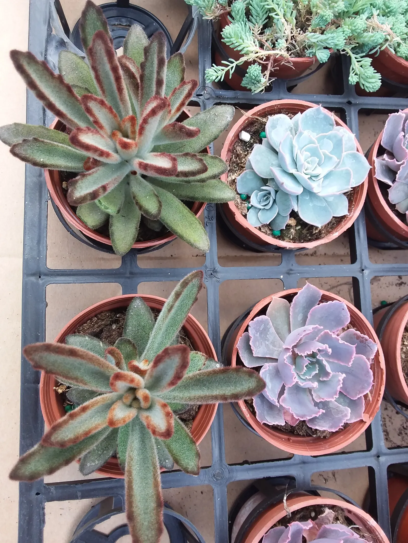 Panda Plant (Kalanchoe Tomentosa) — and the plant's simple propagation methods by leaf cuttings to ensure successful cultivation