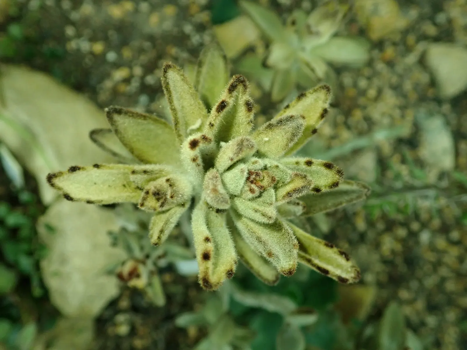 Panda Plant (Kalanchoe Tomentosa) — commonly referred to as the Panda Plant; the plant tolerates a range of light conditions from partial shade to full sunlight