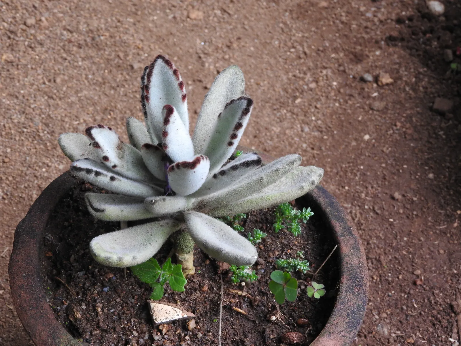 Panda Plant (Kalanchoe Tomentosa) — The leaves' surface is covered in fine; resembling the ears of a panda