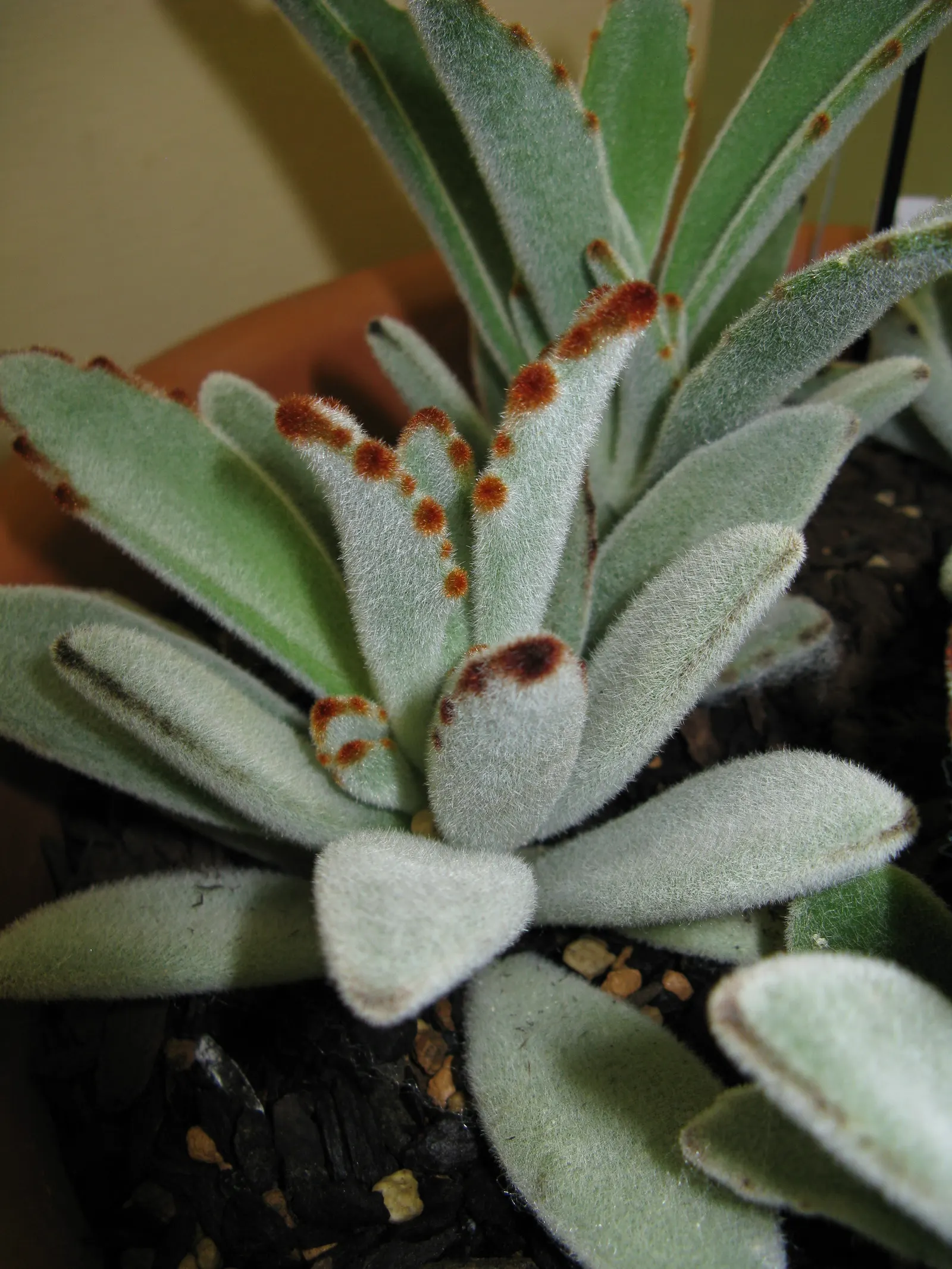 Panda Plant (Kalanchoe Tomentosa) — and is accented with brownish-red spotted tips