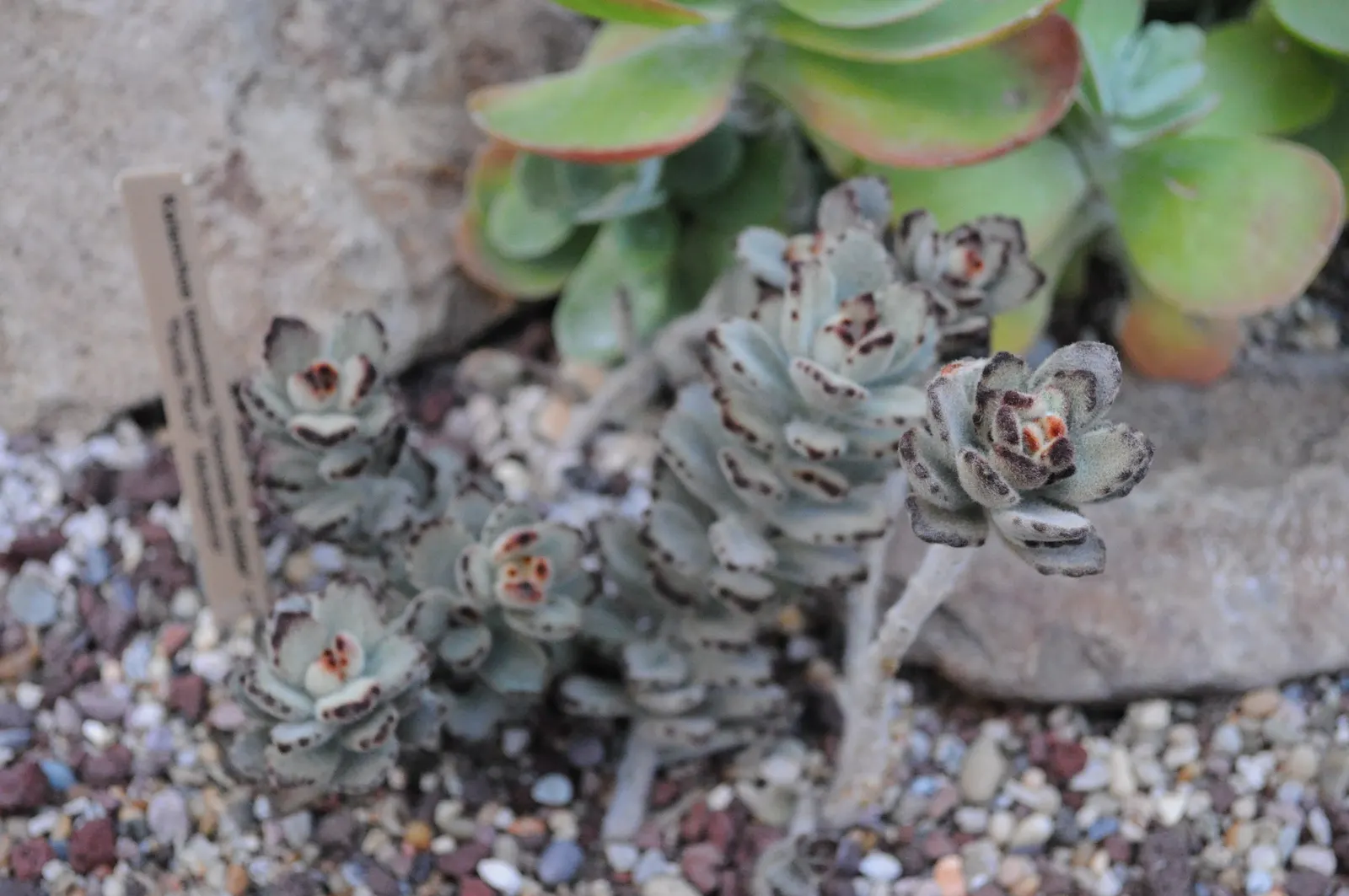 Panda Plant (Kalanchoe Tomentosa) — The plant tolerates a range of light conditions from partial shade to full sunlight