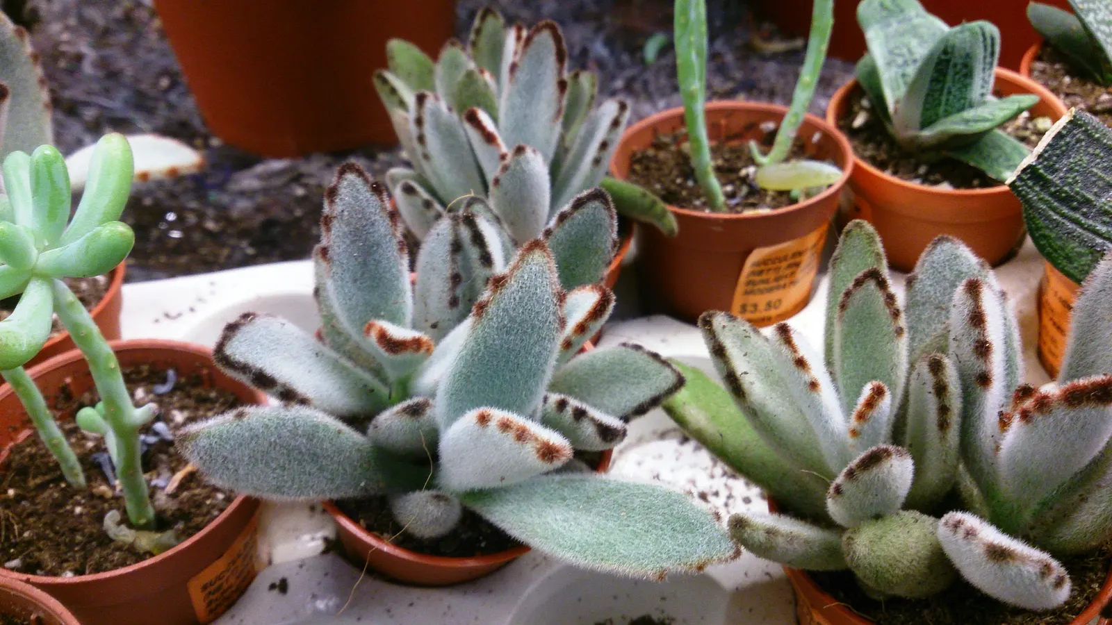 Panda Plant (Kalanchoe Tomentosa) — Be sure to keep it away from extreme cold, as it is not frost-tolerant; it flourishes in USDA zones 9 to 11