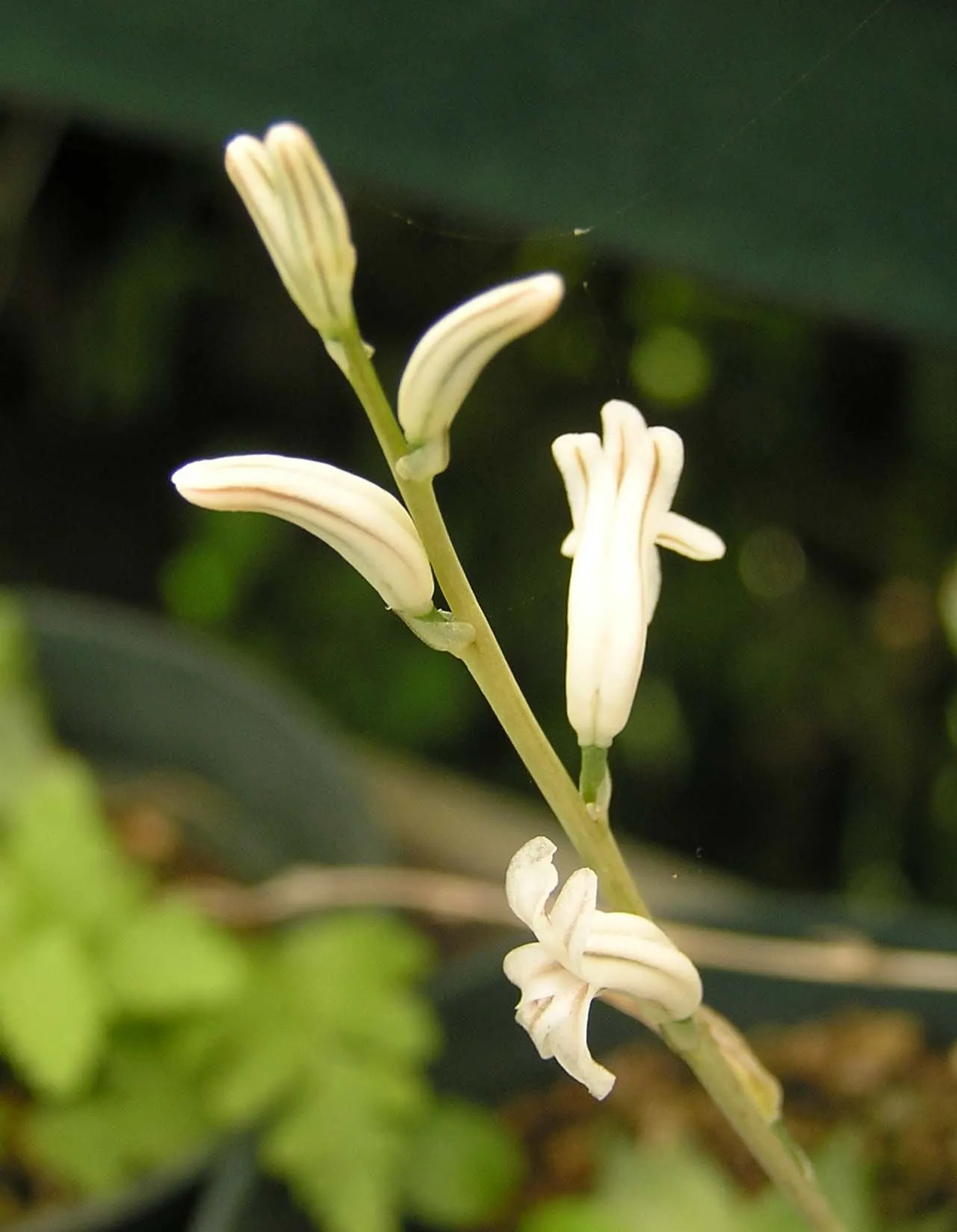 Panda Plant (Kalanchoe Tomentosa) — Kalanchoe tomentosa, commonly called Panda Plant, is a perennial succulent with a distinct appearance; this, image 55
