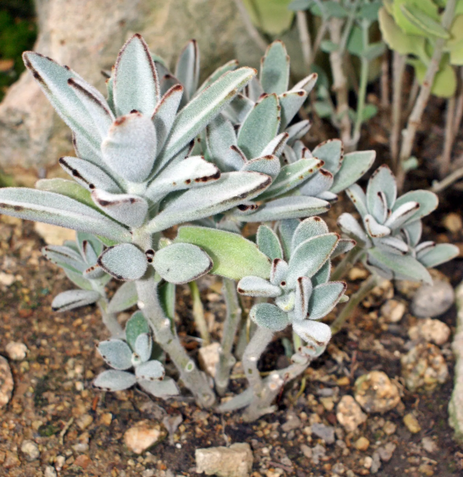 Panda Plant (Kalanchoe Tomentosa) — Its minimal water requirements and rare blooming traits echo a low-maintenance philosophy; it features a silver-green
