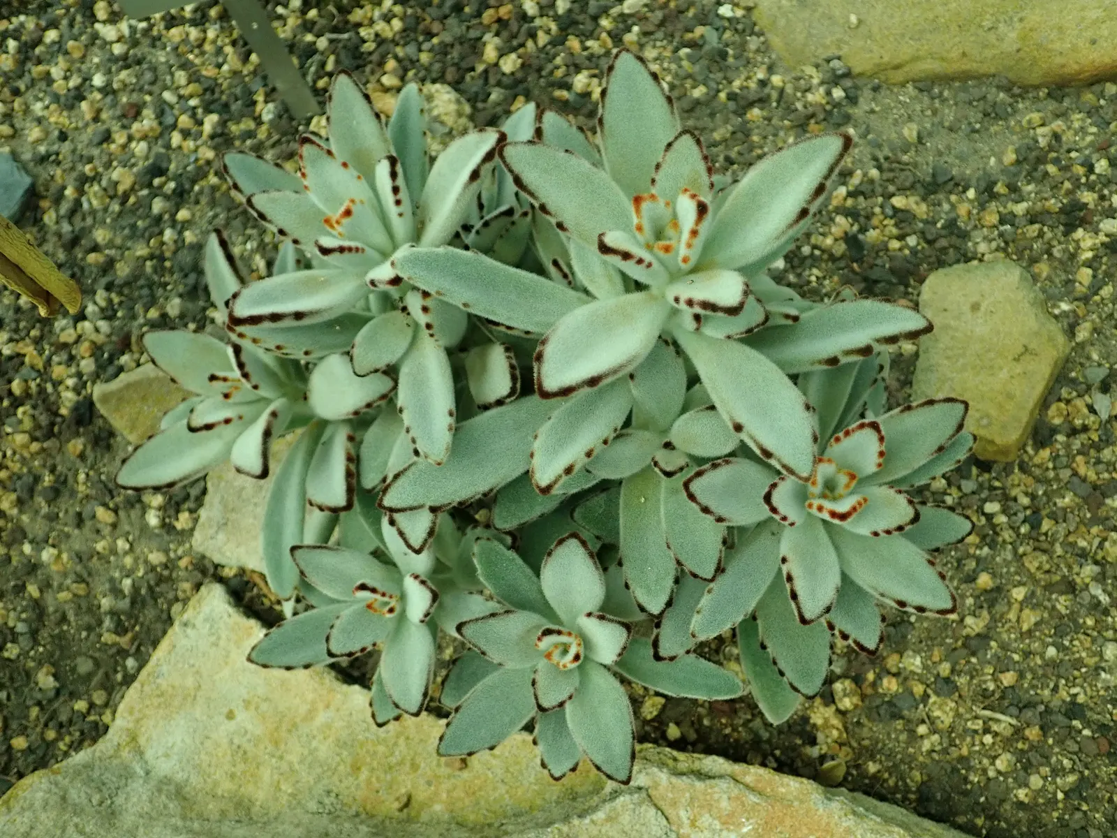 Panda Plant (Kalanchoe Tomentosa) — hence its common name.<br><br>A slow-growing perennial, image 41