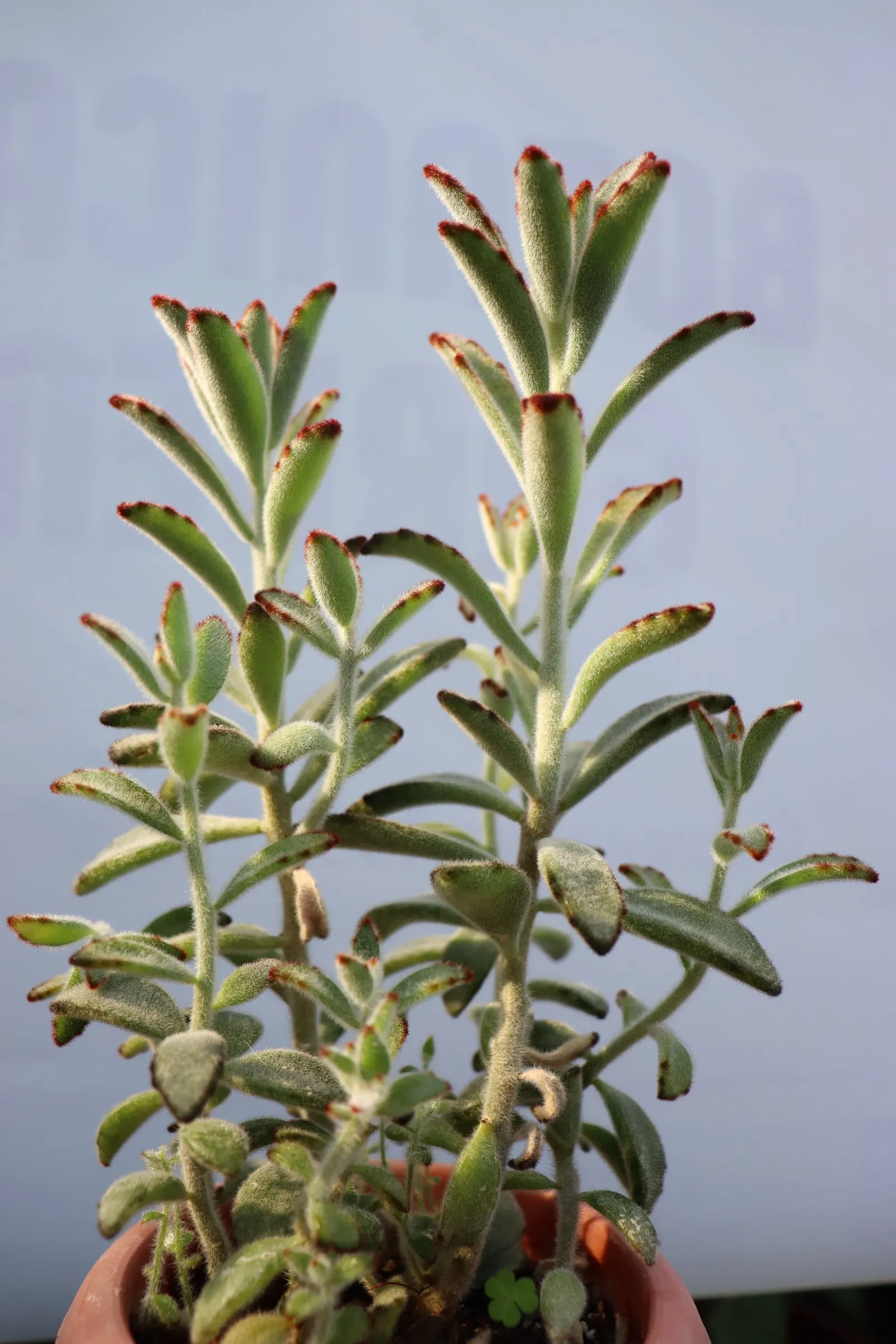 Panda Plant (Kalanchoe Tomentosa) — resembling the ears of a panda; commonly referred to as the Panda Plant