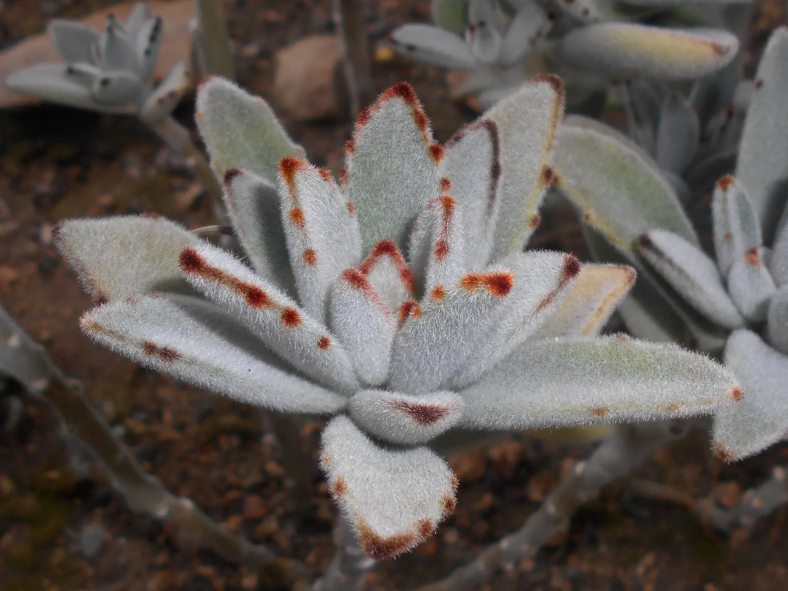 Panda Plant (Kalanchoe Tomentosa) — It features a silver-green foliage covered in fine hairs, giving it a velvety texture