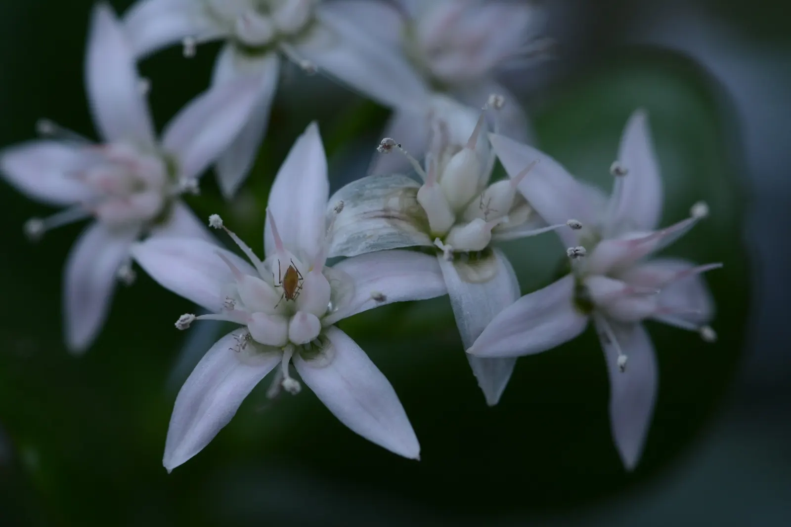 Panda Plant (Kalanchoe Tomentosa) — The plant tolerates a range of light conditions from partial shade to full sunlight; be sure to keep it away from extreme