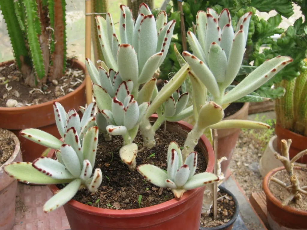 Panda Plant (Kalanchoe Tomentosa) — This drought-tolerant plant reaches up to 1.5 - 2 feet tall and wide, thriving in USDA zones 9-11; yellow, image 58