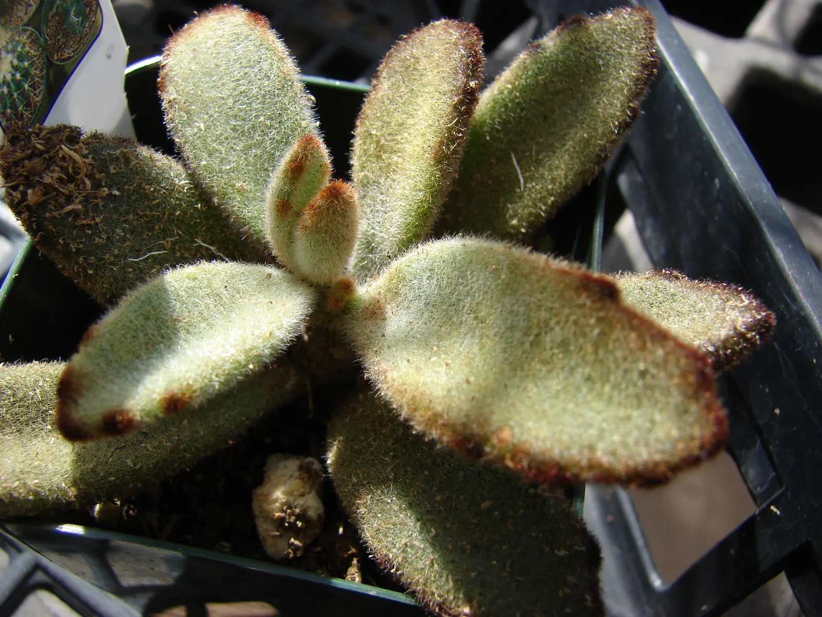 Panda Plant (Kalanchoe Tomentosa) — yellow flowers in the garden; the leaves' surface is covered in fine
