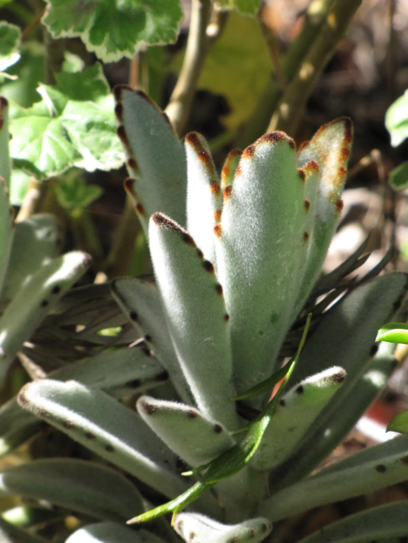 Panda Plant (Kalanchoe Tomentosa) — succulent with yellow blooms
