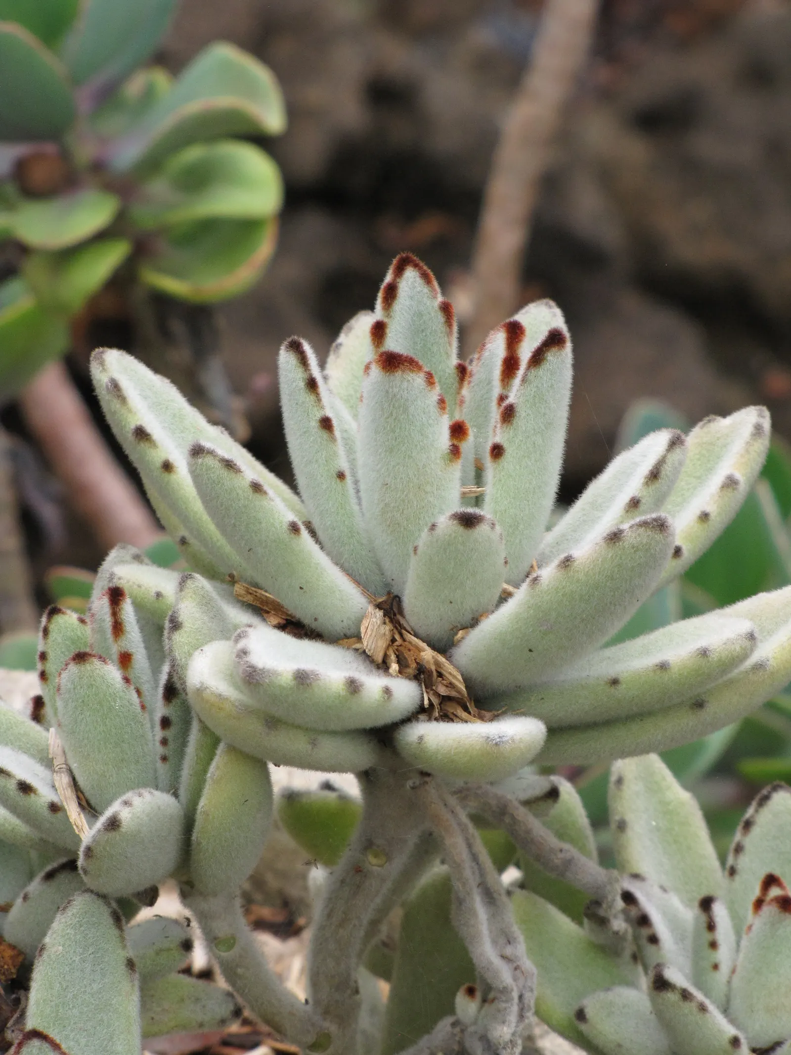 Panda Plant (Kalanchoe Tomentosa) — emphasize the light needs, image 50