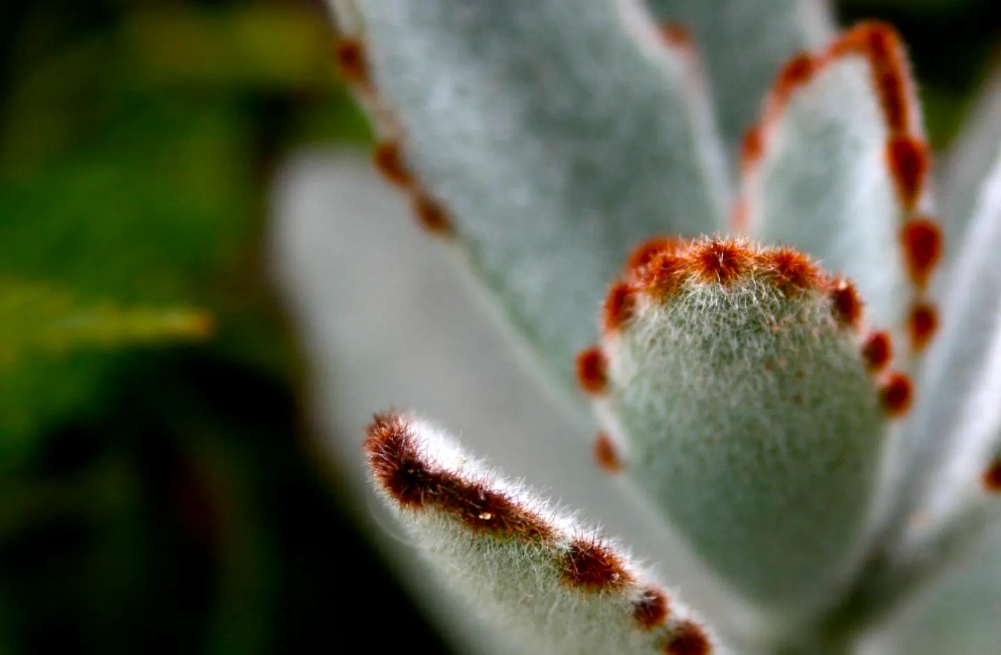 Panda Plant (Kalanchoe Tomentosa) — Ideal for xeriscaping and rock gardens