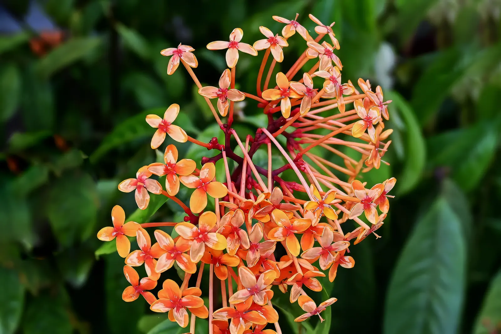 Panda Plant (Kalanchoe Tomentosa) — Requires well-draining soil and partial sun to light shade, image 59
