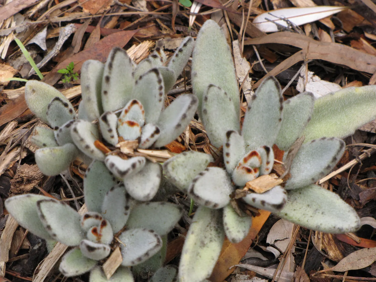 Panda Plant (Kalanchoe Tomentosa) — and the plant's simple propagation methods by leaf cuttings to ensure successful cultivation; chocolate-brown spots line