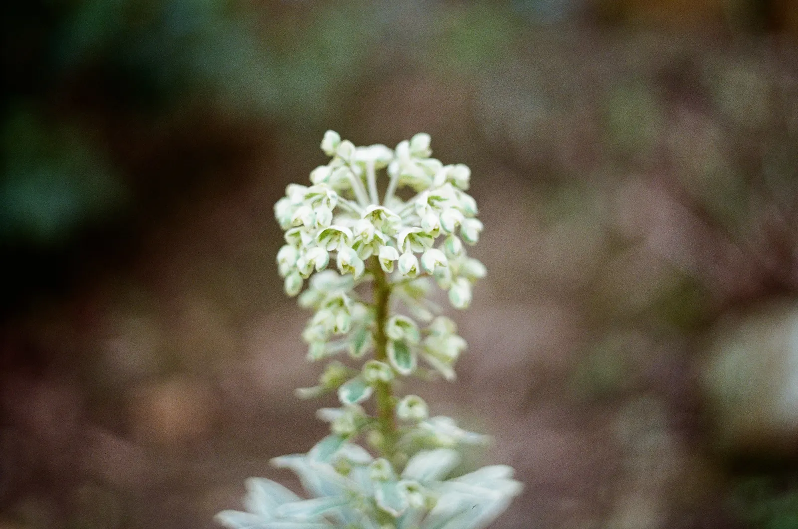 Panda Plant (Kalanchoe Tomentosa) — Kalanchoe tomentosa, commonly called Panda Plant, is a perennial succulent with a distinct appearance