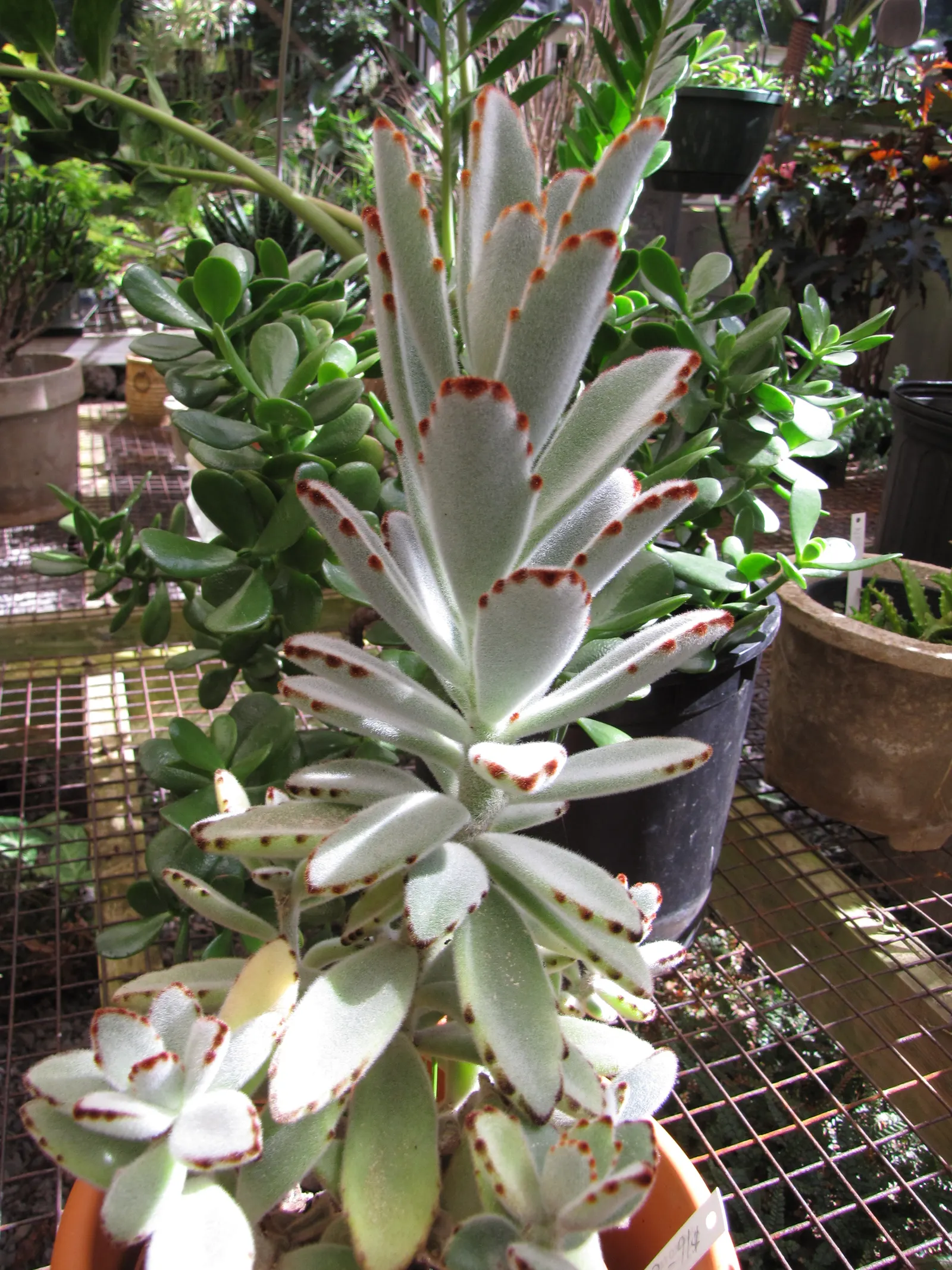Panda Plant (Kalanchoe Tomentosa) — giving it a velvety texture; its minimal water requirements and rare blooming traits echo a low-maintenance philosophy
