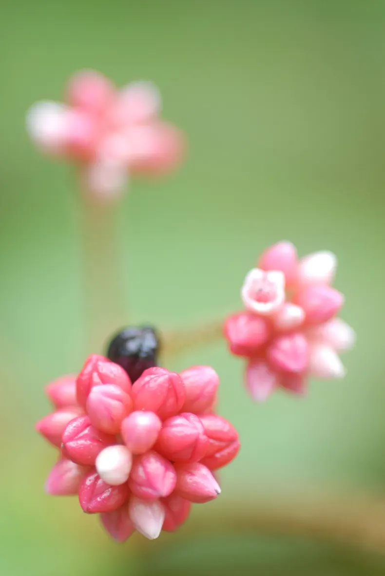 Panda Plant (Kalanchoe Tomentosa) — Ideal for xeriscaping and rock gardens; and is accented with brownish-red spotted tips, image 60